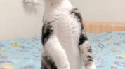 娱乐圈吃瓜猫是谁啊,揭秘神秘“吃瓜猫”的真实身份