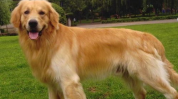 金毛寻回犬好养吗,养宠新选择，好养程度揭秘